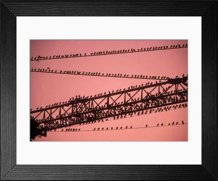 Framed Print : Starlings On crane at dusk Framed Print : Starlings On crane at dusk