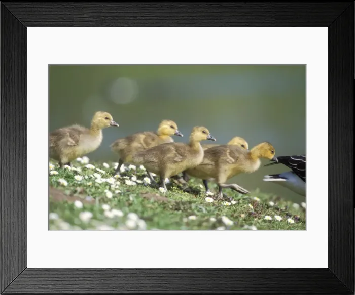 Framed Print : Greylag Goose Goslings following female to a lake Framed Print : Greylag Goose Goslings following female to a lake