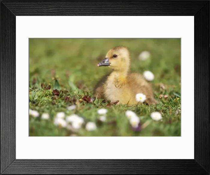 Framed Print : Greylag Goose Gosling, resting Framed Print : Greylag Goose Gosling, resting