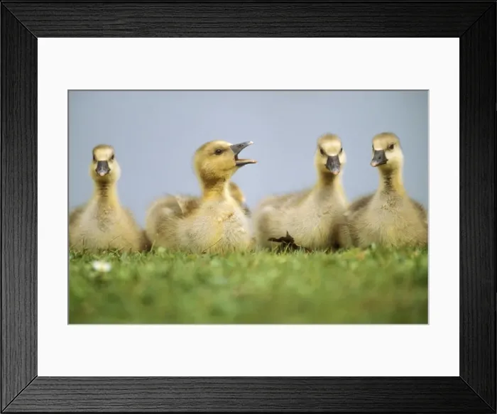 Framed Print : Graylag Goose Goslings resting