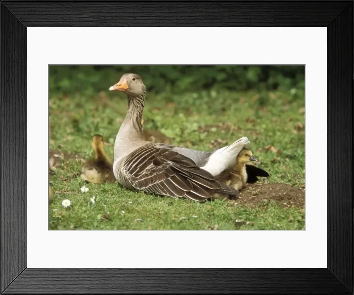 Framed Print : Greylag Goose Parent with goslings resting Framed Print : Greylag Goose Parent with goslings resting