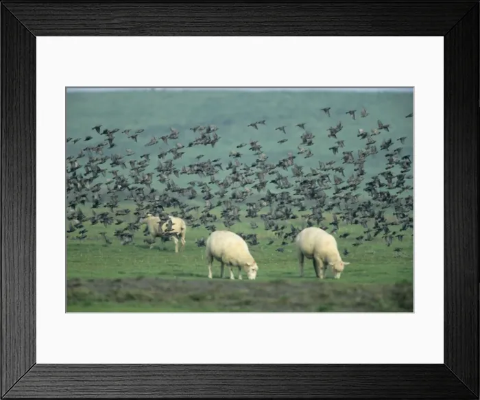 Framed Print : Starlings. USH-880. STARLINGS - flock in flight over sheep Framed Print : Starlings. USH-880. STARLINGS - flock in flight over sheep