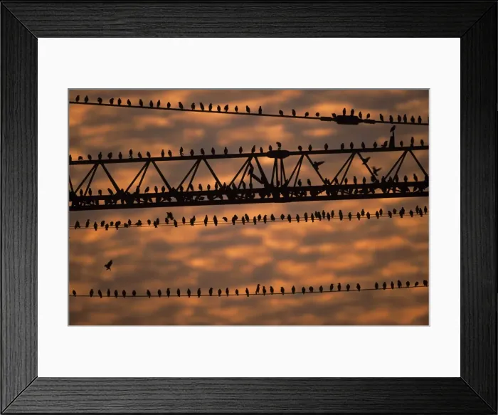 Framed Print : Starlings - flock sitting on building crane at dusk in winter, before going to roost Framed Print : Starlings - flock sitting on building crane at dusk in winter, before going to roost