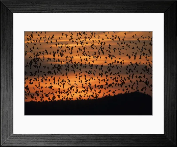 Framed Print : Starlings. USH-883. STARLINGS - In flight, flocking Framed Print : Starlings. USH-883. STARLINGS - In flight, flocking