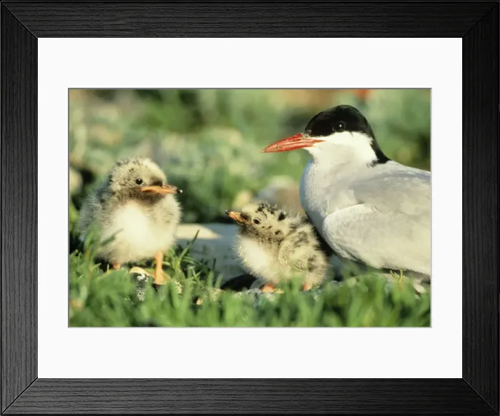 Framed Print : Arctic Tern - parent bird with two chicks Framed Print : Arctic Tern - parent bird with two chicks