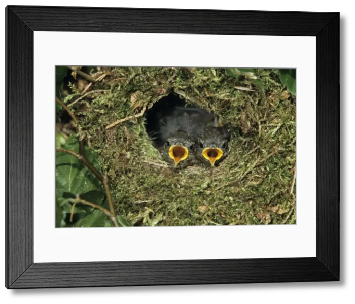 Framed Print : Wren - young birds in nest waiting to be fed Framed Print : Wren - young birds in nest waiting to be fed