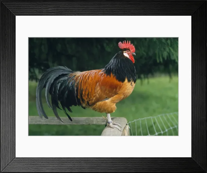 Framed Print : Chicken - cock sitting on fence Framed Print : Chicken - cock sitting on fence