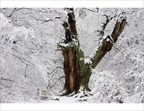 Ancient Oak Tree in Winter - Snow covered ancient oak tree in winter, four hundred years old The ancient forest area of Sababurg, Reinhards Forest, North Hessen, Germany