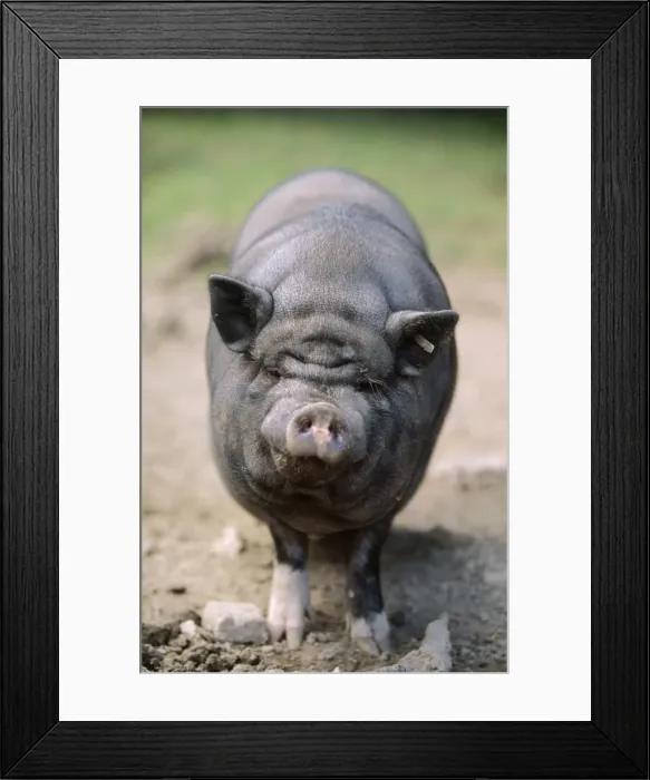Framed Print : Vietnamese Pot Bellied Pig Framed Print : Vietnamese Pot Bellied Pig