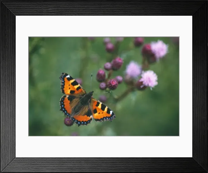 Framed Print : Small Tortoiseshell Butterfly - resting on thistle Framed Print : Small Tortoiseshell Butterfly - resting on thistle