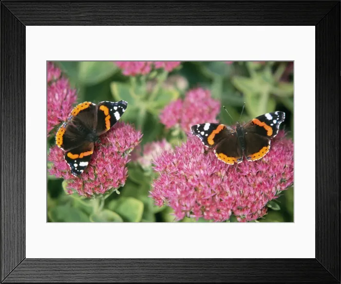 Framed Print : Red Admiral Butterfly - feeding on flower nectar Framed Print : Red Admiral Butterfly - feeding on flower nectar
