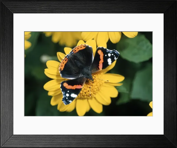 Framed Print : Red Admiral Butterfly - feeding on flower nectar Framed Print : Red Admiral Butterfly - feeding on flower nectar