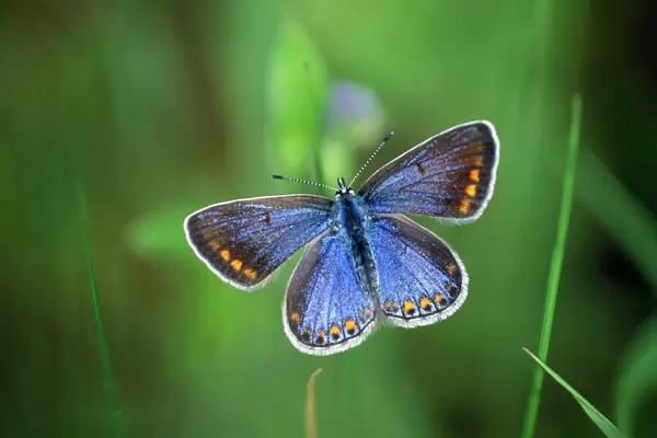 Adonis Blue Butterfly - Female resting
