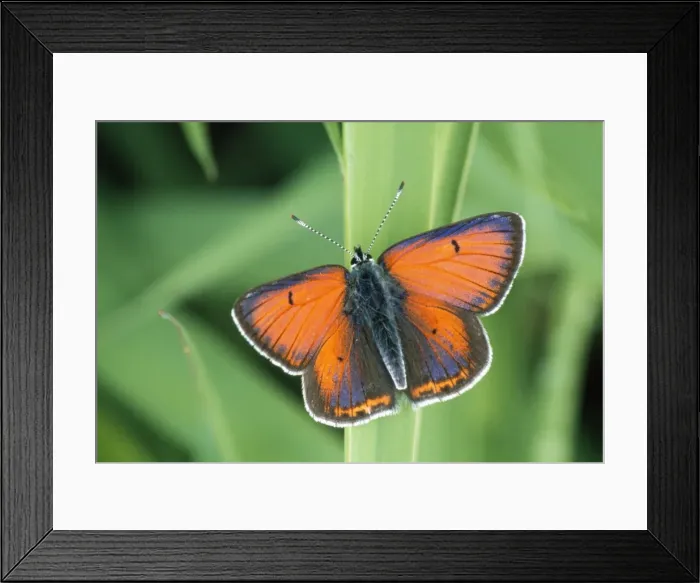 Framed Print : Purple-edged Copper Butterfly - Resting Framed Print : Purple-edged Copper Butterfly - Resting