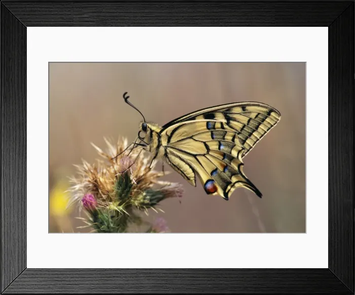 Framed Print : Swallowtail Butterfly - resting on thistle Framed Print : Swallowtail Butterfly - resting on thistle