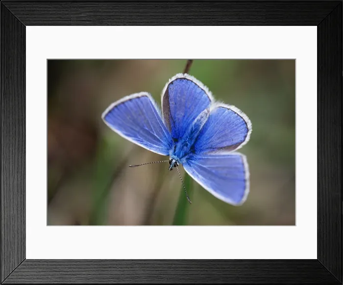 Framed Print : Common Blue Butterfly - male resting Framed Print : Common Blue Butterfly - male resting
