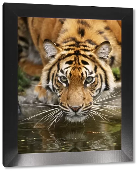 Sumatran Tiger - Portrait
