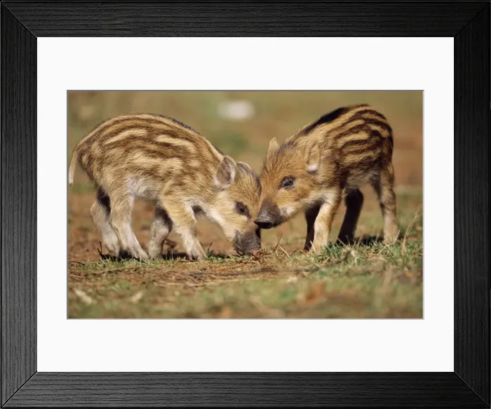 Framed Print : Wild Boar - 2 piglets Framed Print : Wild Boar - 2 piglets