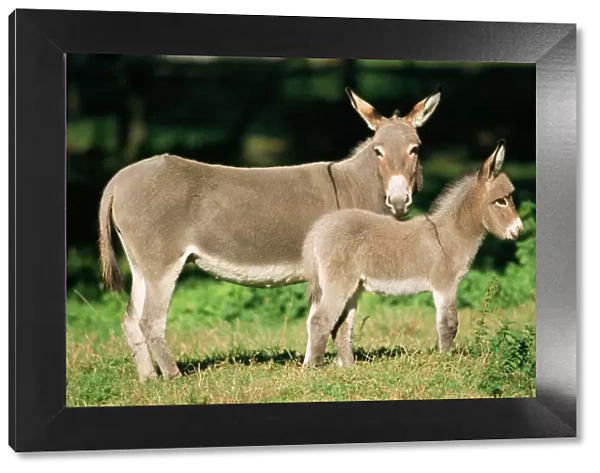 Donkey - mother with foal