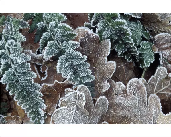 Pedunculate  /  Common  /  English Oak Leaves Rimed leaves of oak and fern - Frost Staphorst forest, The Netherlands