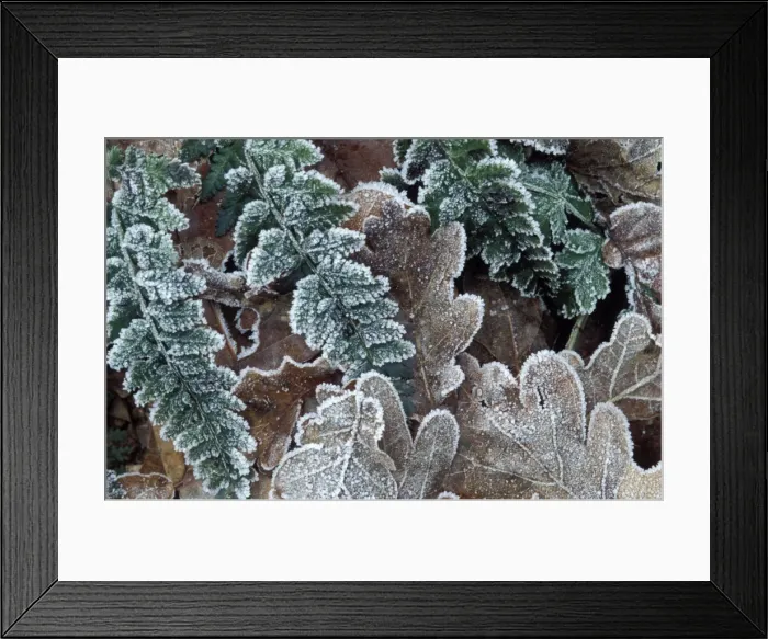 Framed Print : Pedunculate  /  Common  /  English Oak Leaves Rimed leaves of oak and fern - Frost Staphorst forest, The Netherlands