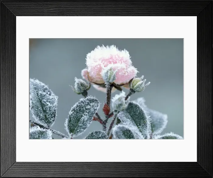 Framed Print : Rose species rimed, frosted pink flower in garden Miniature rose Framed Print : Rose species rimed, frosted pink flower in garden Miniature rose