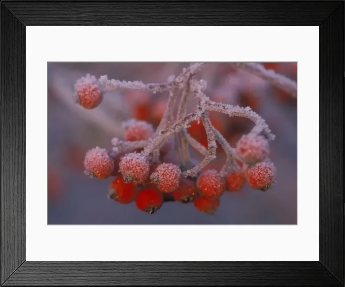 Framed Print : Berries - covered in frost Framed Print : Berries - covered in frost