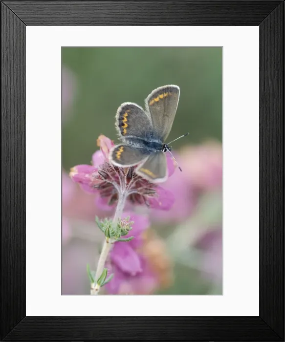 Framed Print : Silver-studded blue - Female on cross-leaved heath Framed Print : Silver-studded blue - Female on cross-leaved heath