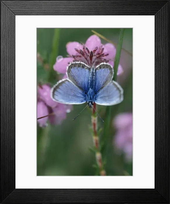 Framed Print : Silver-studded Blue Butterfly - Male on cross-leaved heath Framed Print : Silver-studded Blue Butterfly - Male on cross-leaved heath