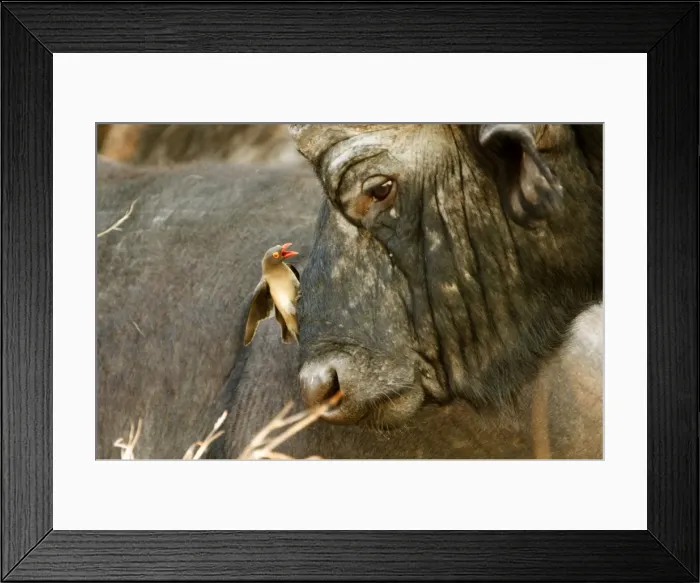 Framed Print : Redbilled Oxpecker on Cape buffalo (Syncerus caffer)- Symbiosis by cleaning the buffalo skin from ticks. Oxpecker beak open because of the heat Sabi Sabi game reserve, South Africa Framed Print : Redbilled Oxpecker on Cape buffalo (Syncerus caffer)- Symbiosis by cleaning the buffalo skin from ticks. Oxpecker beak open because of the heat Sabi Sabi game reserve, South Africa