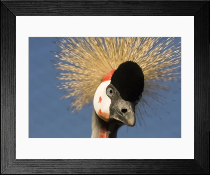 Framed Print : Crowned crane - Adult Framed Print : Crowned crane - Adult