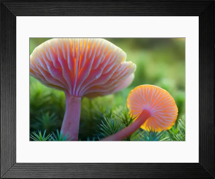 Framed Print : Scarlet waxy cap Framed Print : Scarlet waxy cap