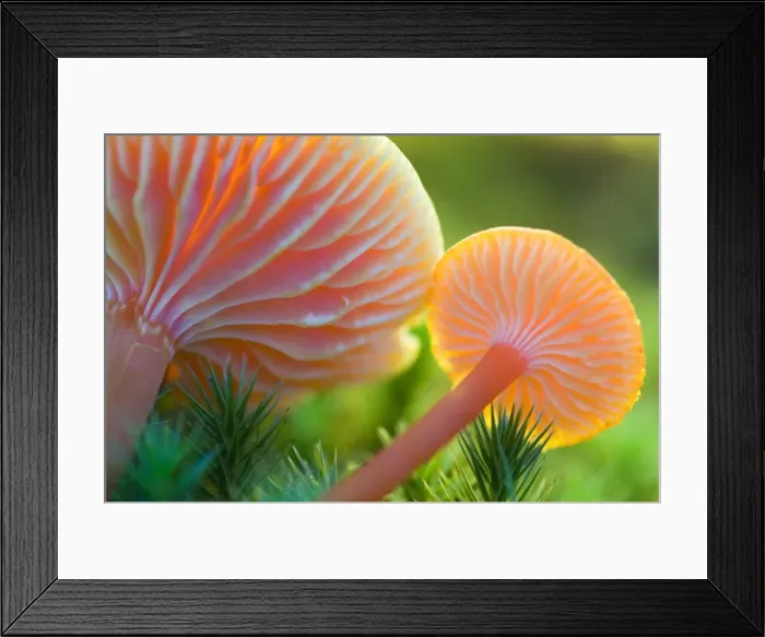 Framed Print : Scarlet waxy cap Framed Print : Scarlet waxy cap