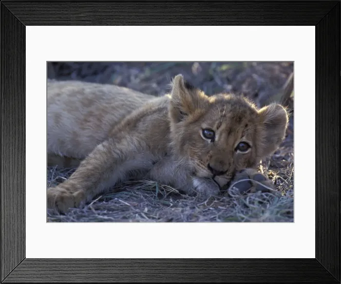 Framed Print : Lion - Cub resting with full belly after good meal Sabi Sabi private game reserve, South Africa Framed Print : Lion - Cub resting with full belly after good meal Sabi Sabi private game reserve, South Africa