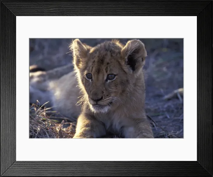 Framed Print : Lion - Cub resting with full belly after a good meal Sabi Sabi private game reserve, South Africa Framed Print : Lion - Cub resting with full belly after a good meal Sabi Sabi private game reserve, South Africa