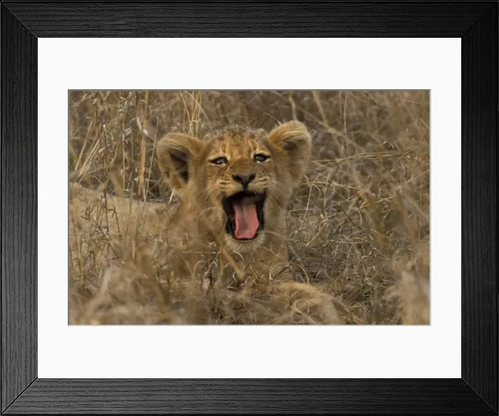 Framed Print : Lion - Cub yawning Sabi Sabi private game reserve, South Africa Framed Print : Lion - Cub yawning Sabi Sabi private game reserve, South Africa