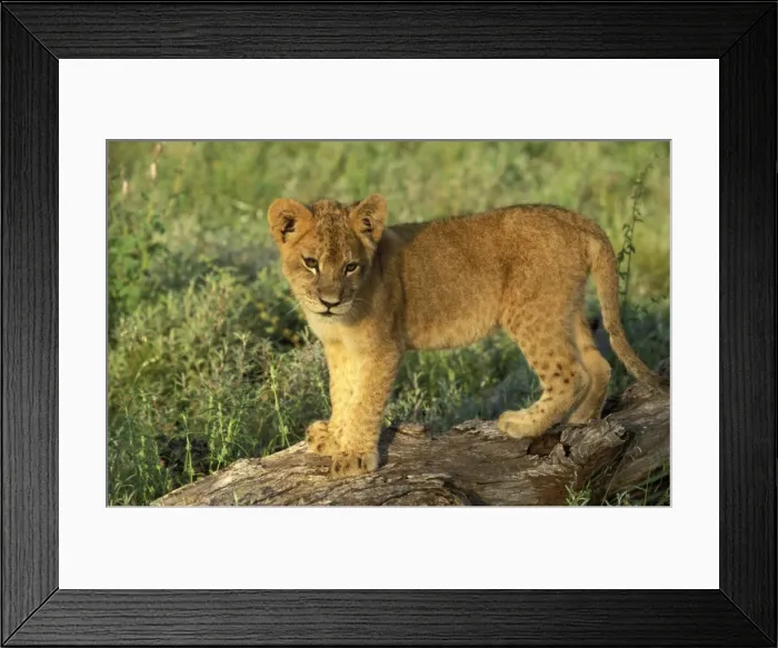 Framed Print : Lion - Cub, standing on a log watching Tshukudu Game Reserve, South Africa Framed Print : Lion - Cub, standing on a log watching Tshukudu Game Reserve, South Africa