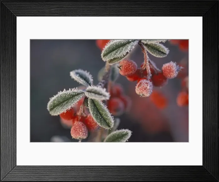 Framed Print : Berries - covered in frost Framed Print : Berries - covered in frost