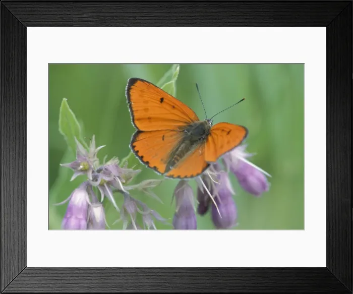 Framed Print : Large Copper Butterfly - Male on Comfrey The Wieden, Overijssel, The Netherlands