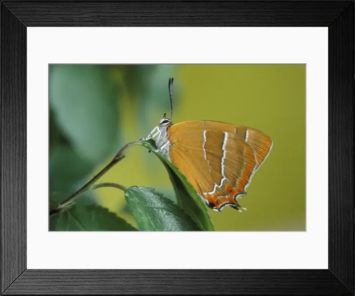 Framed Print : Brown Hairstreak Butterfly Framed Print : Brown Hairstreak Butterfly