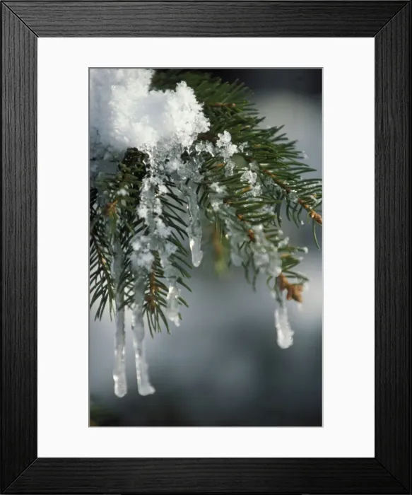 Framed Print : Fir Tree - close-up of branch covered in ice Framed Print : Fir Tree - close-up of branch covered in ice