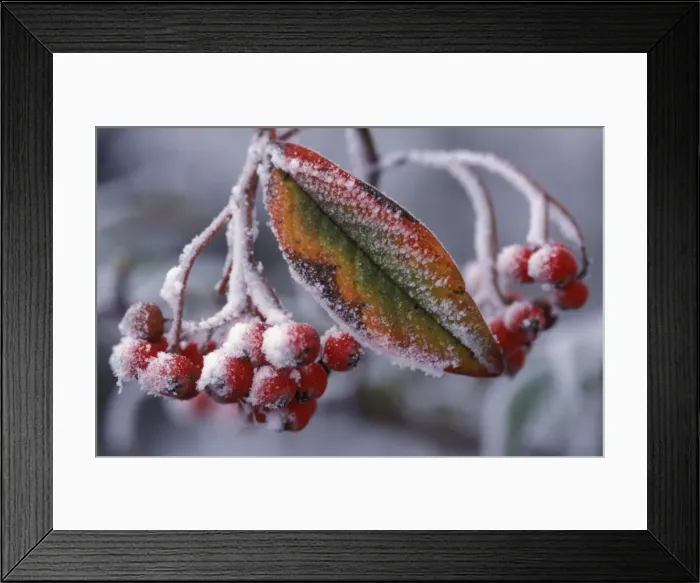 Framed Print : Cotoneaster Rimed berries Framed Print : Cotoneaster Rimed berries