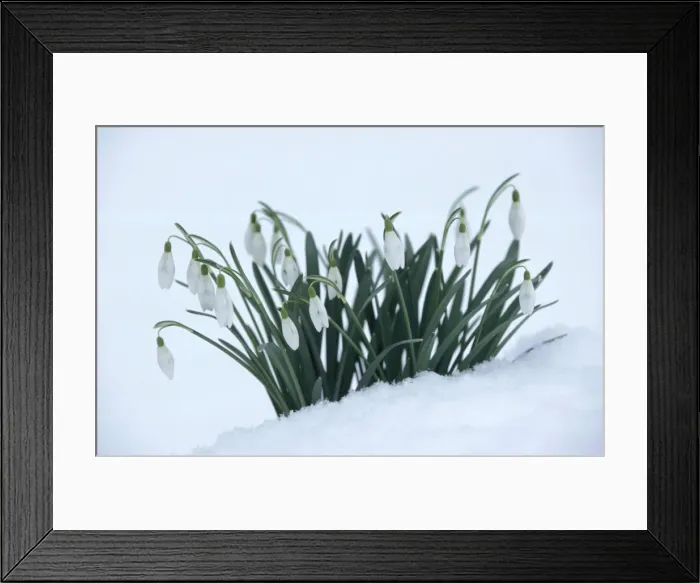 Framed Print : Snowdrops In snow Framed Print : Snowdrops In snow