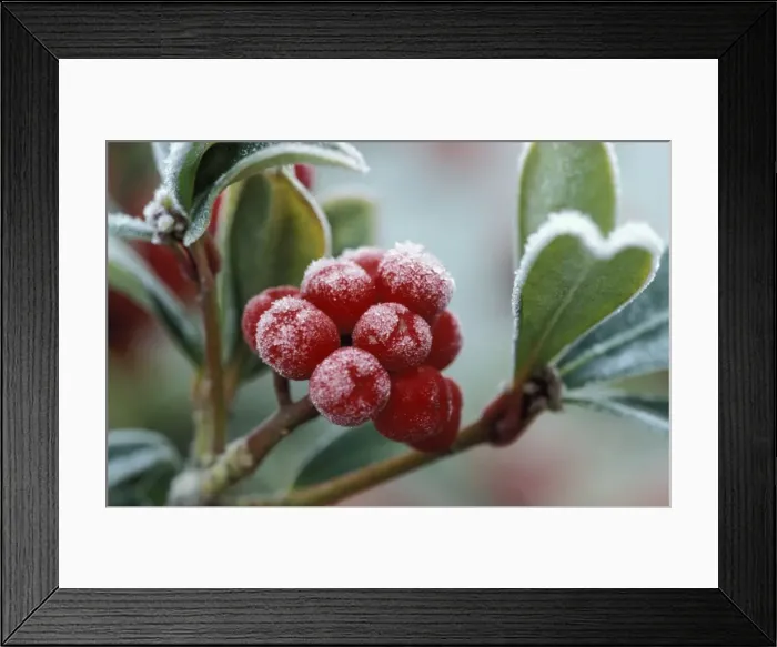 Framed Print : Rimed, frosted berries Framed Print : Rimed, frosted berries