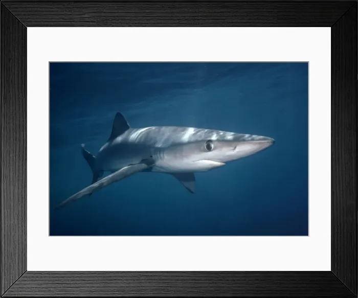Framed Print : Oceanic Blue Shark Western Pacific Framed Print : Oceanic Blue Shark Western Pacific