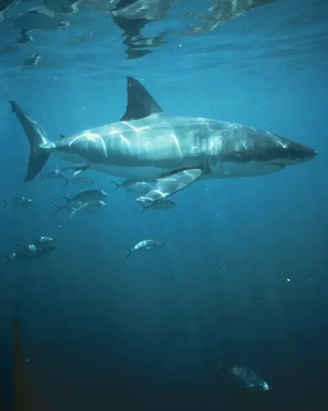 Great White  /  White  /  White Pointer Shark