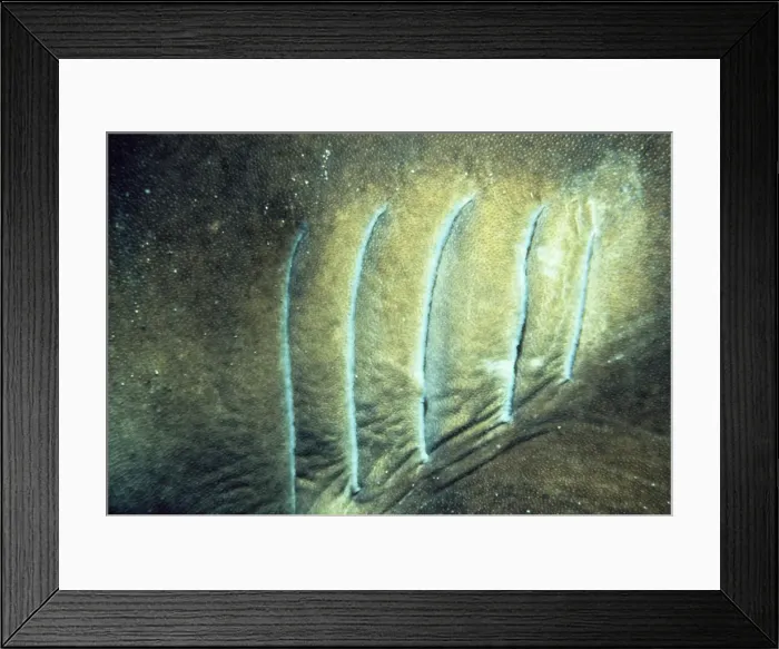 Framed Print : Port Jackson Shark - showing gills Australia Framed Print : Port Jackson Shark - showing gills Australia