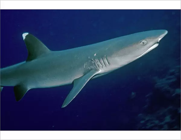 White Reef Shark - showing mating scars