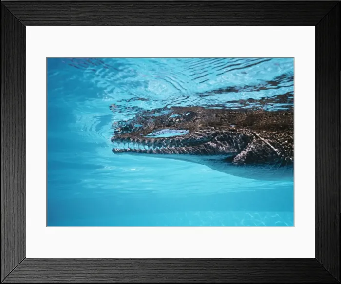 Framed Print : Freshwater  /  Johnston's Crocodile Australia