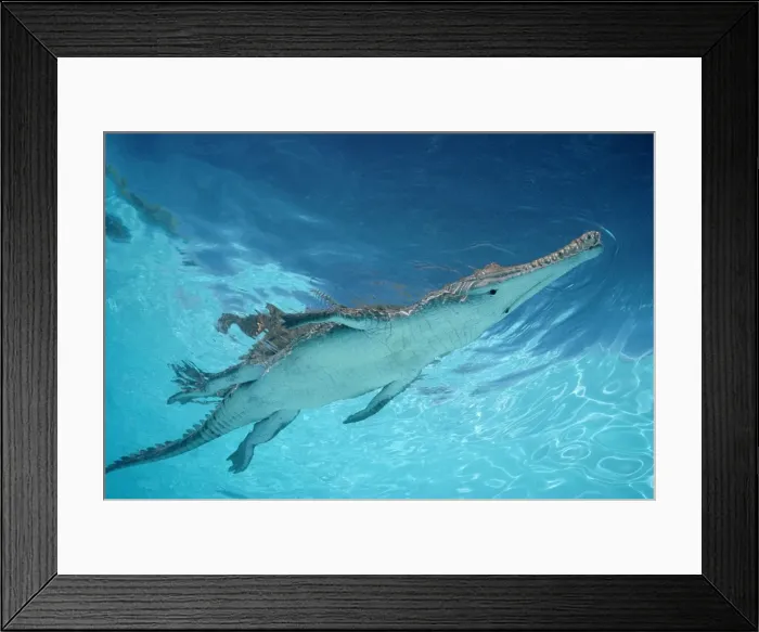 Framed Print : Freshwater / Johnston Crocodile Australia Framed Print : Freshwater / Johnston Crocodile Australia